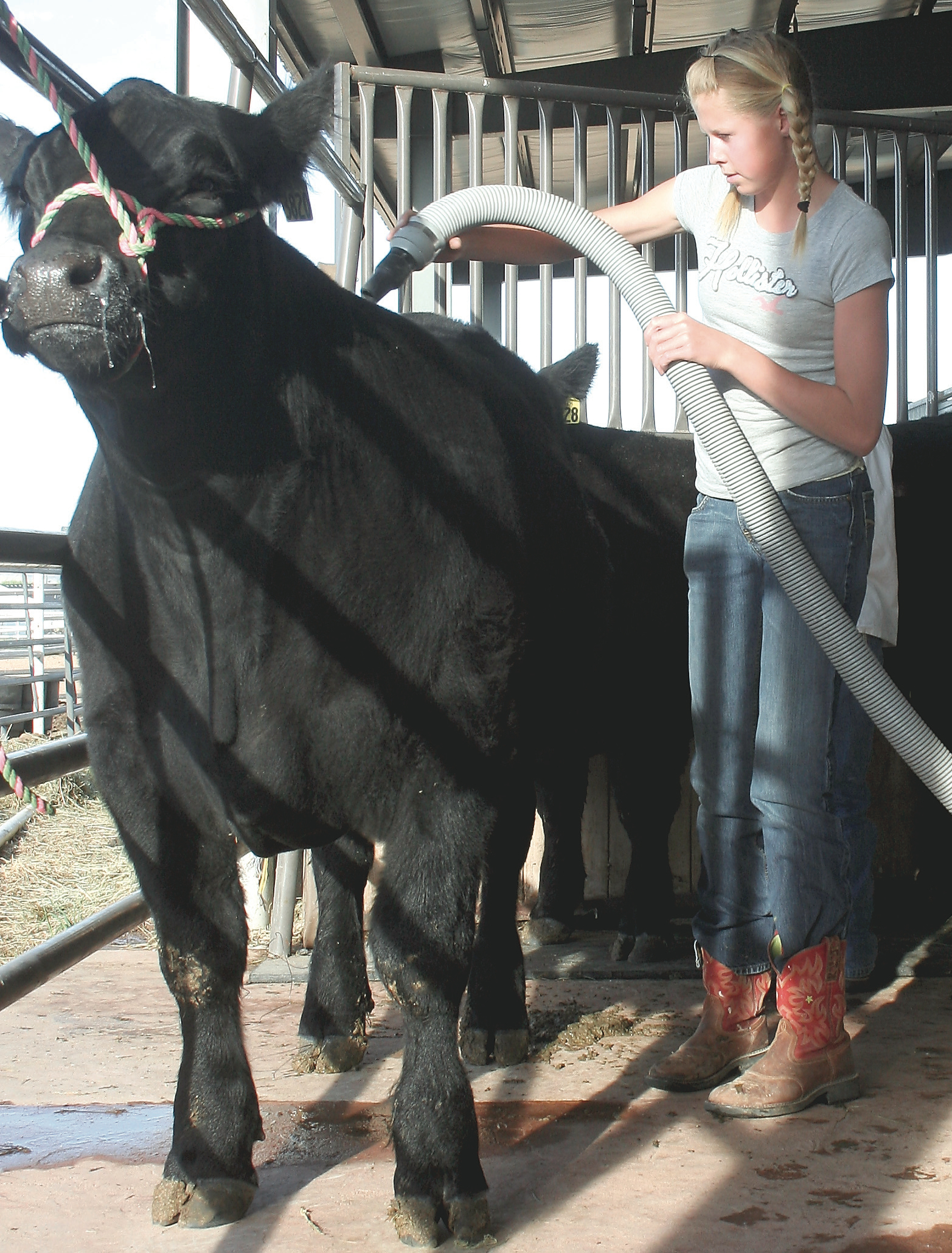 Jadon Woods blows air through the coat of her steer, Buddy, that she’s showing at the Junior Livestock Show this week.