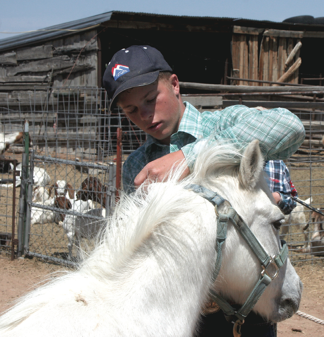 Joe Frost puts a bridle onto Silver, a 20-year-old pony belonging to his little sister, Jacelyn.