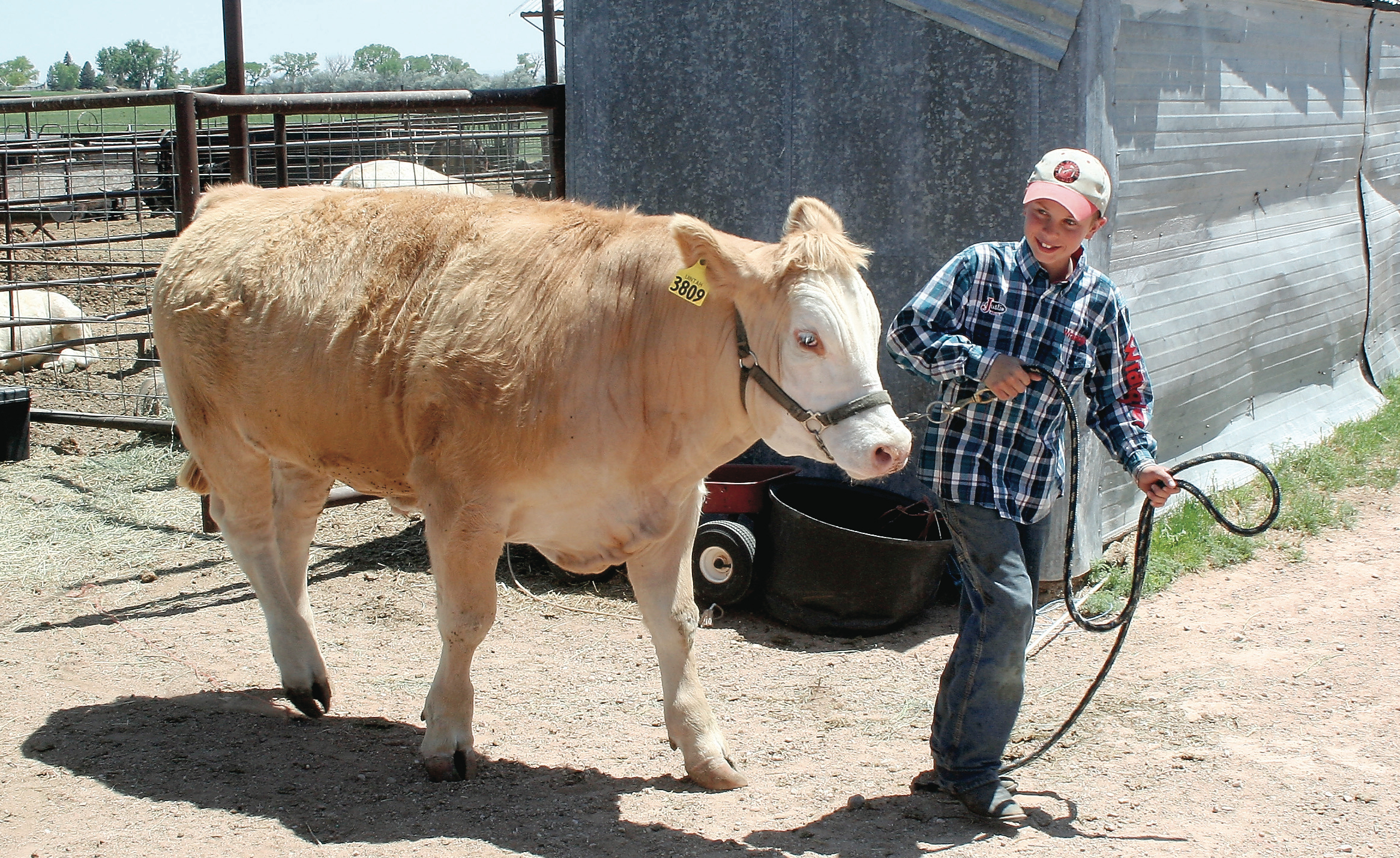 Josh Frost leads his 1,100-pound steer, Goober, from its corral. Josh, age 12, has been showing animals at livestock shows since he was in third grade.