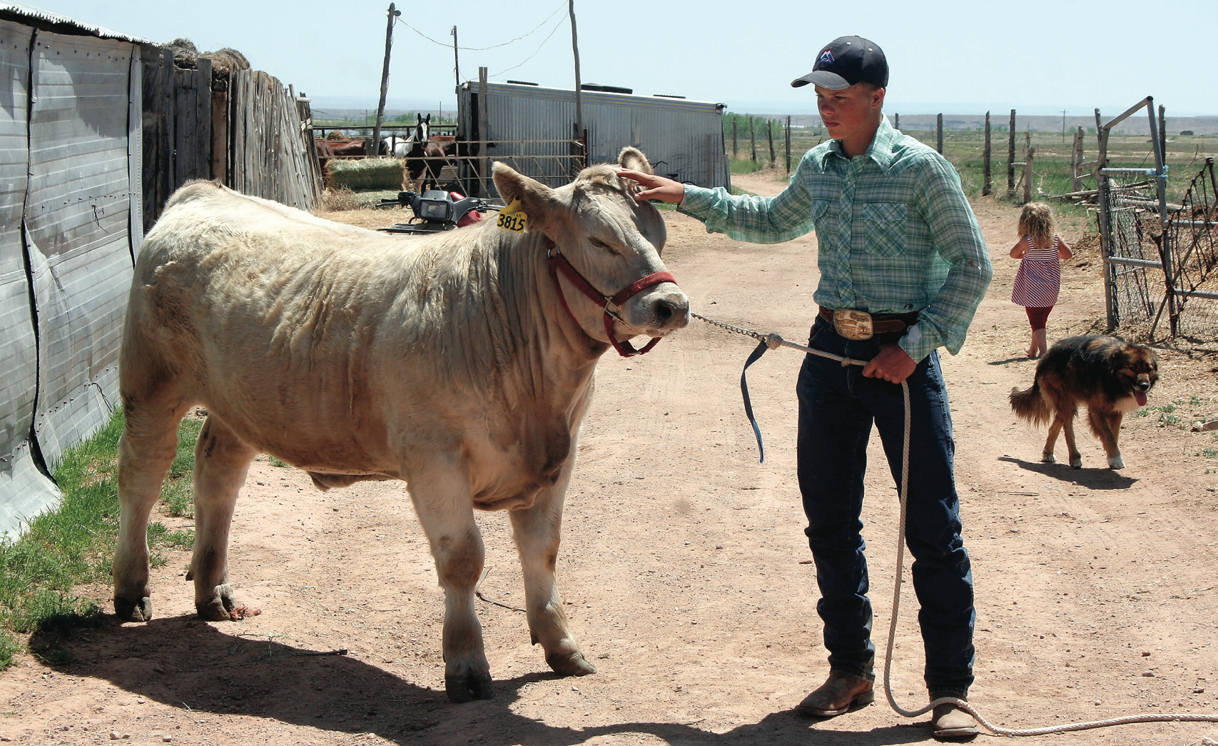 For Joe Frost working with a steer is almost second nature. While talking with the Vernal Express and his family, he gently reaches up to show how he’s worked to groom his steer.
